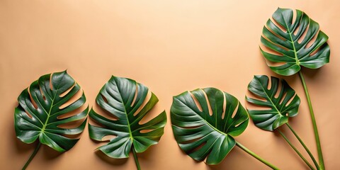 Tropical minimal summer concept with four monstera leaves on beige background, monstera, tropical, minimal, summer, concept