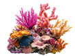 © ชลธิชา สว่างวงค์ - Vibrant coral reef scene showcasing diverse marine life with colorful corals, ideal for ocean and nature-themed projects.
