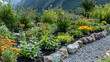 © aun - A vibrant Himalayan medicinal herb garden with various plants, including their labels, in a mountainous setting