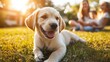 © A4719 - Adorable Golden Retriever Puppy Lying in Grass with Blurred Family in Background