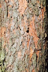 in the photo background from the bark of a pine closeup