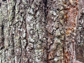 texture of pine tree bark in the forest