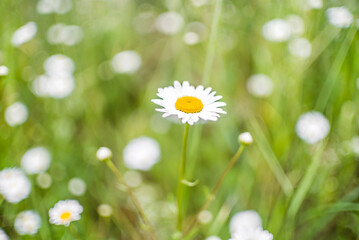 Nature background with flowers camomiles, closeup.