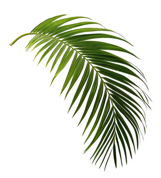 a single lush green palm leaf gracefully arching in a bright and well-lit environment