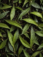 Wall Mural - Organic tea leaves with a serene green backdrop.