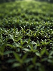 Wall Mural - Organic tea leaves with a serene green backdrop.