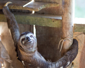 Three-Toed Sloth Hanging in Shelter