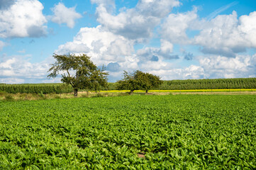 Green agriculture fields of sugar beets at the Hageland around Linter, Belgium