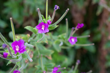 Wall Mural - close-up of the beautiful Hairy Willow flower (Epilobium hirsutum) in summer sunshine