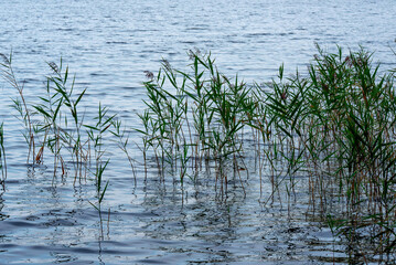 beautiful view of the lake on a gray day with green reeds on the shore in autumn