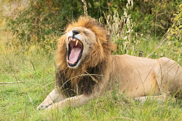 Wall Mural - Lion yawning in the grass