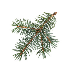 Wall Mural - coniferous tree branch isolated on white background. blue spruce, christmas tree. design element for