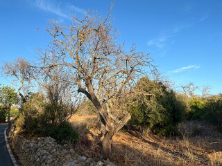 Prunus dulcis, Almond tree, blue sky