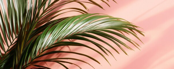 Sticker - Palm leaf on pink background, nature and tropical concept