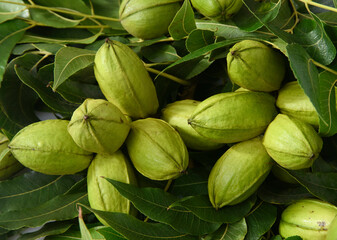 Green pecan nuts with leaves.