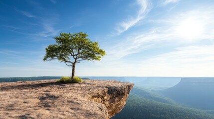 Cliffside Perspectives: Describe the unique perspectives seen from trees growing out of a cliff. 