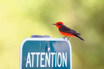 A red bird perches n a 