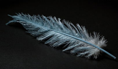 feather with new look