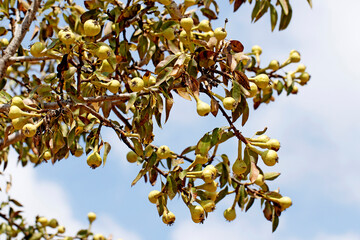 Branches of  a wild pear (Pyrus sp.) tree on Taurus Mountains in Mediterranean nature in autumn