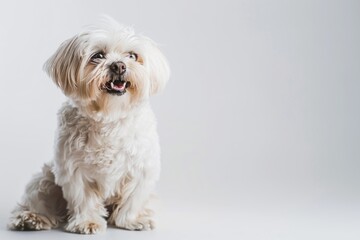 a small white dog sits on a white floor, providing a sweet and simple scene