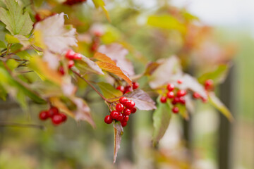 Canvas Print - ripe rowan berries on a tree in autumn