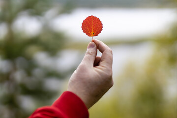 Canvas Print - red autumn leaf of aspen tree in hand