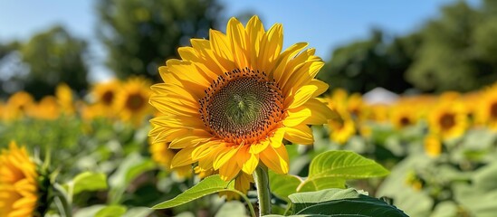 Poster - Vibrant Sunflower in a Field of Gold