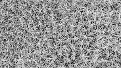 A close up of a plant with many small spines. The spines are white and the plant is in black and white