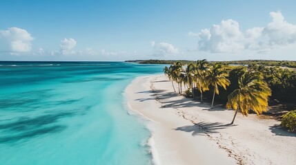 Wall Mural - Aerial view of a tropical beach with palm trees, white sand, and turquoise water.