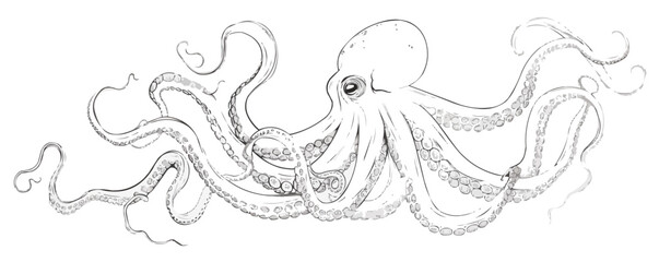 Continuous one line drawing octopus on a white background. vector illustration.