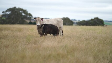 Wall Mural - beautiful cattle in Australia  eating grass, grazing on pasture. Herd of cows free range beef being regenerative raised on an agricultural farm. Sustainable farming 