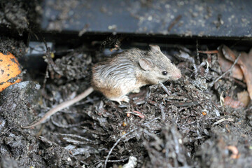 Wall Mural - A mouse found in a garden composter.