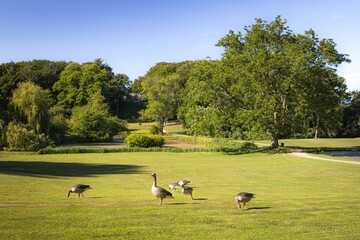 Wall Mural - Serene park landscape with grazing geese.