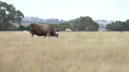 Wall Mural - beautiful cattle in Australia  eating grass, grazing on pasture. Herd of cows free range beef being regenerative raised on an agricultural farm. Sustainable farming 