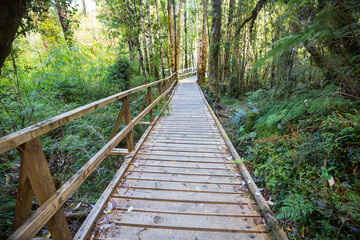 Boardwalk in the forest