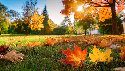 autumn in the park