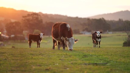 Wall Mural - beautiful cattle in Australia  eating grass, grazing on pasture. Herd of cows free range beef being regenerative raised on an agricultural farm. Sustainable farming 