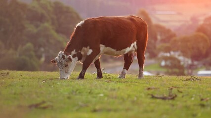 Wall Mural - beautiful cattle in Australia  eating grass, grazing on pasture. Herd of cows free range beef being regenerative raised on an agricultural farm. Sustainable farming 