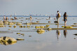 © Алексей Смышляев - Russia. Saint-Petersburg. Townspeople relax on the shore of the shallow Gulf of Finland.