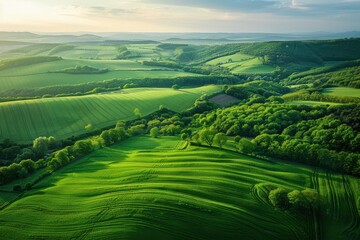Wall Mural - a lush green field with trees in the background