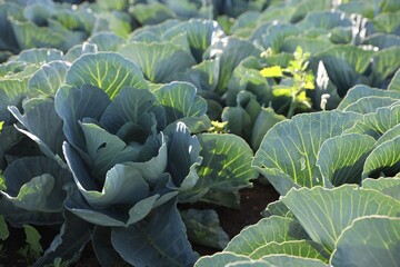 Wall Mural - Green cabbages growing in field on sunny day, closeup