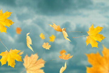 Sticker - Golden autumn leaves falling against sky with clouds