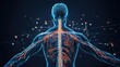 © somchai20162516 - An anatomical illustration showing the human nervous system in a transparent body, with nerves and the spinal cord clearly visible