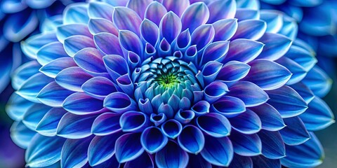 Close up of vibrant indigo dahlia flower in macro detail