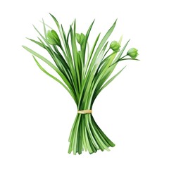 Wall Mural - Watercolor of Chive Garnish on White Background