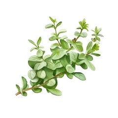 Wall Mural - Watercolor of Fresh Thyme Herb on White Background