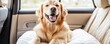 © Mont - A happy golden retriever sitting comfortably in a car, enjoying a road trip with a cheerful expression and fluffy coat.