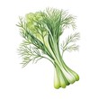 © yelosole - Watercolor Fennel Fronds with Licorice Aroma on White Background