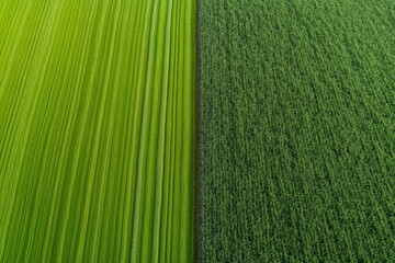 An aerial view of two green fields, one with vertical lines and the other with a dense, textured pattern. The contrasting patterns create a visually appealing image, symbolizing agricultural diversity