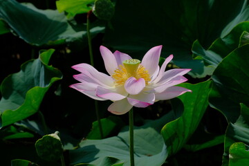 pink lotus in full blooming	
